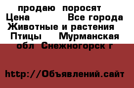 продаю  поросят  › Цена ­ 1 000 - Все города Животные и растения » Птицы   . Мурманская обл.,Снежногорск г.